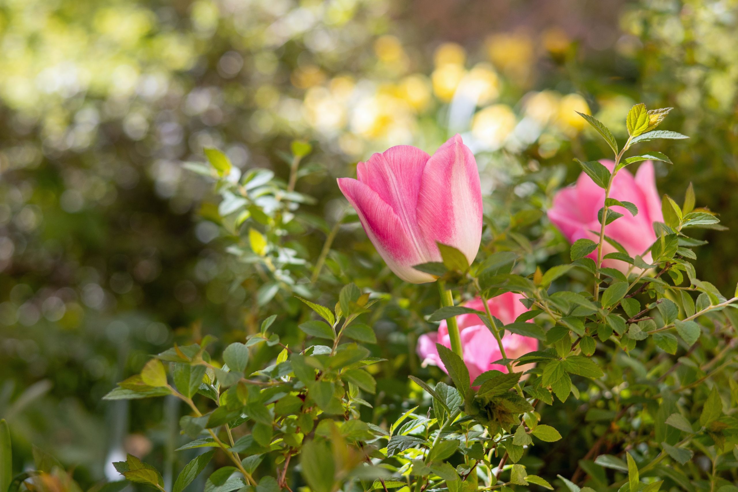 Närbild på rosa tulpaner i trädgården på Borgerskapets vård- och omsorgsboende.